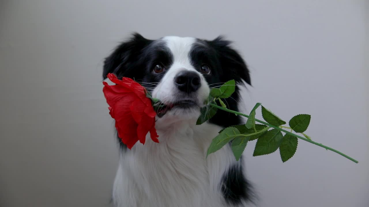 情人节的概念。有趣的肖像可爱的小狗狗边境牧羊犬持有红色玫瑰花在嘴孤立在白色背景。可爱的爱狗在情人节送礼物视频素材