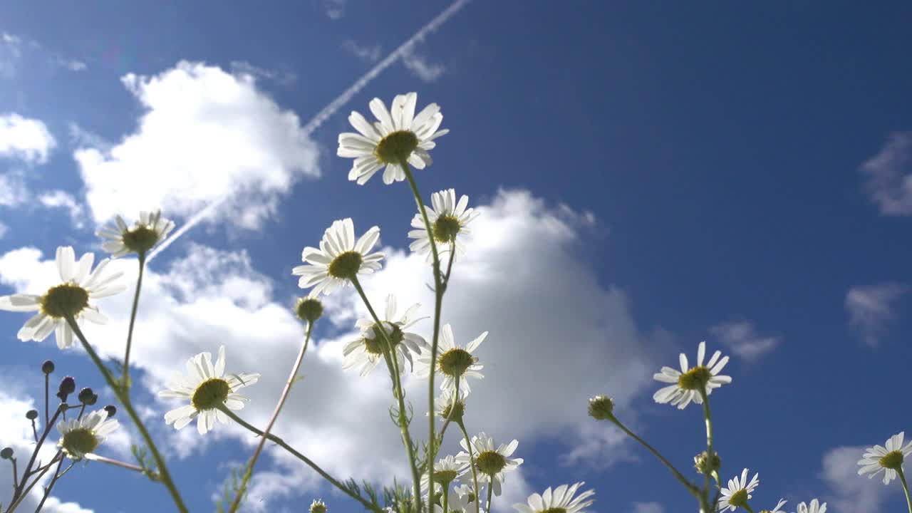 夏日阳光明媚，洋甘菊野花映衬着蓝天白云视频素材