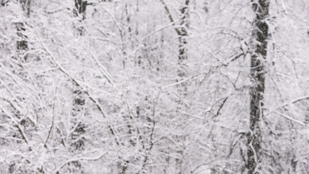 在阴天在模糊的冬季森林背景上的降雪视频素材