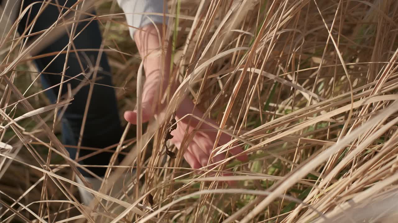 枯草在风中摇曳，秋野野放。特写镜头,自然背景。风景优美的夕阳光。直播4k视频，移动摄像机向前视频素材