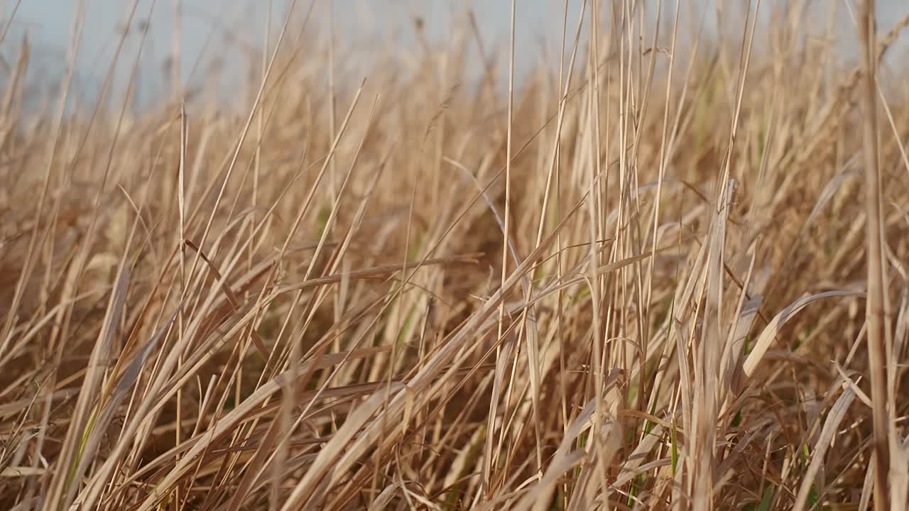 枯草在风中摇曳，秋野野放。特写镜头,自然背景。风景优美的夕阳光。直播4k视频，移动摄像机向前视频素材