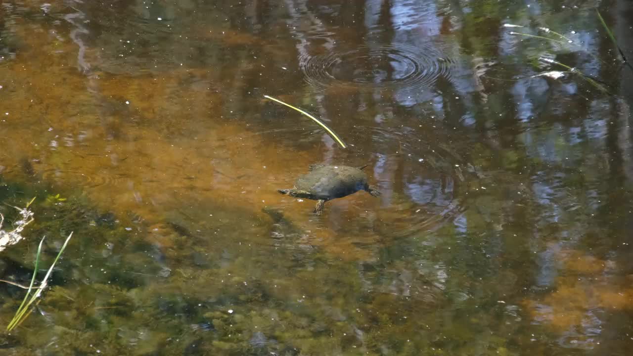 河龟在野外的水面上游泳视频素材