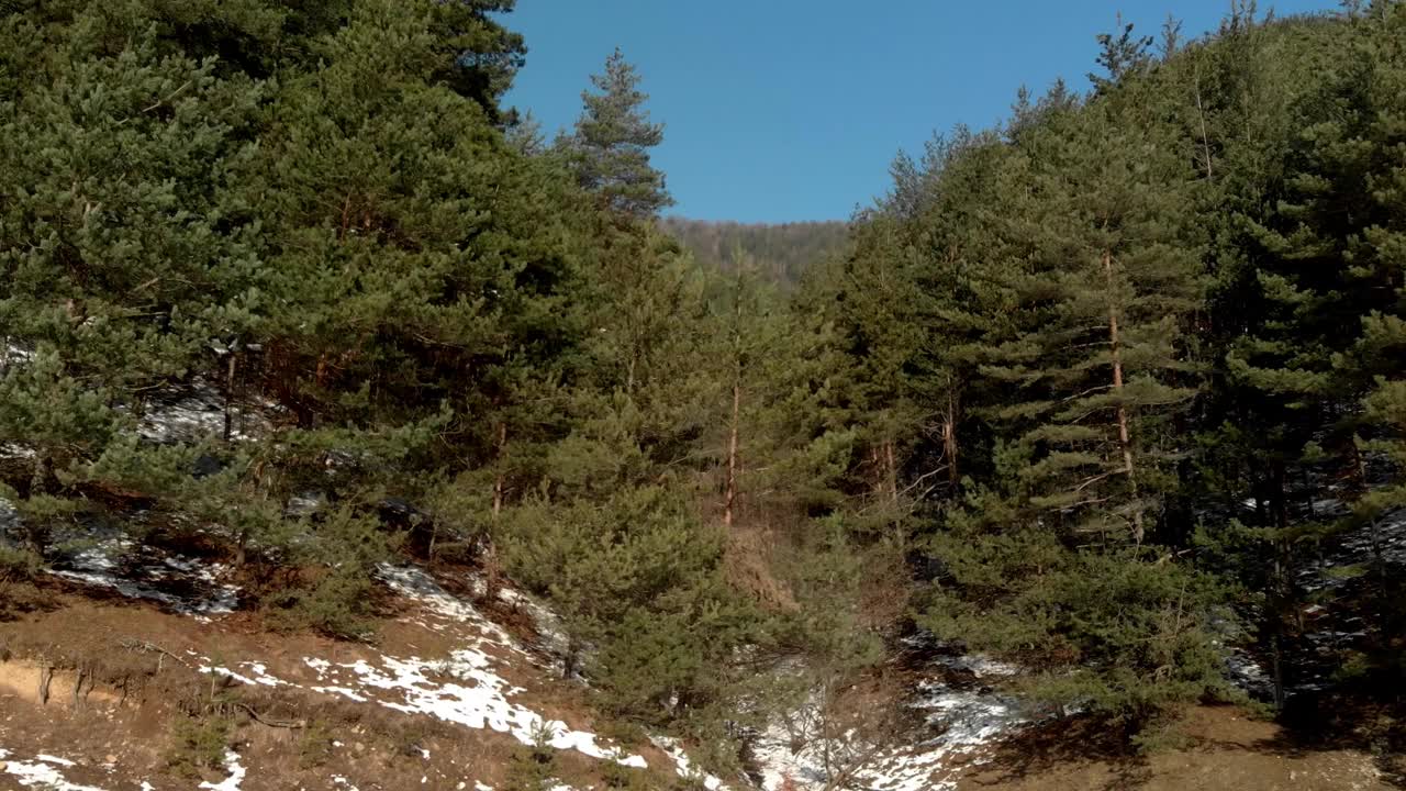 沿着陡峭的高山山坡上覆盖着针叶林的山谷向上飞行视频素材