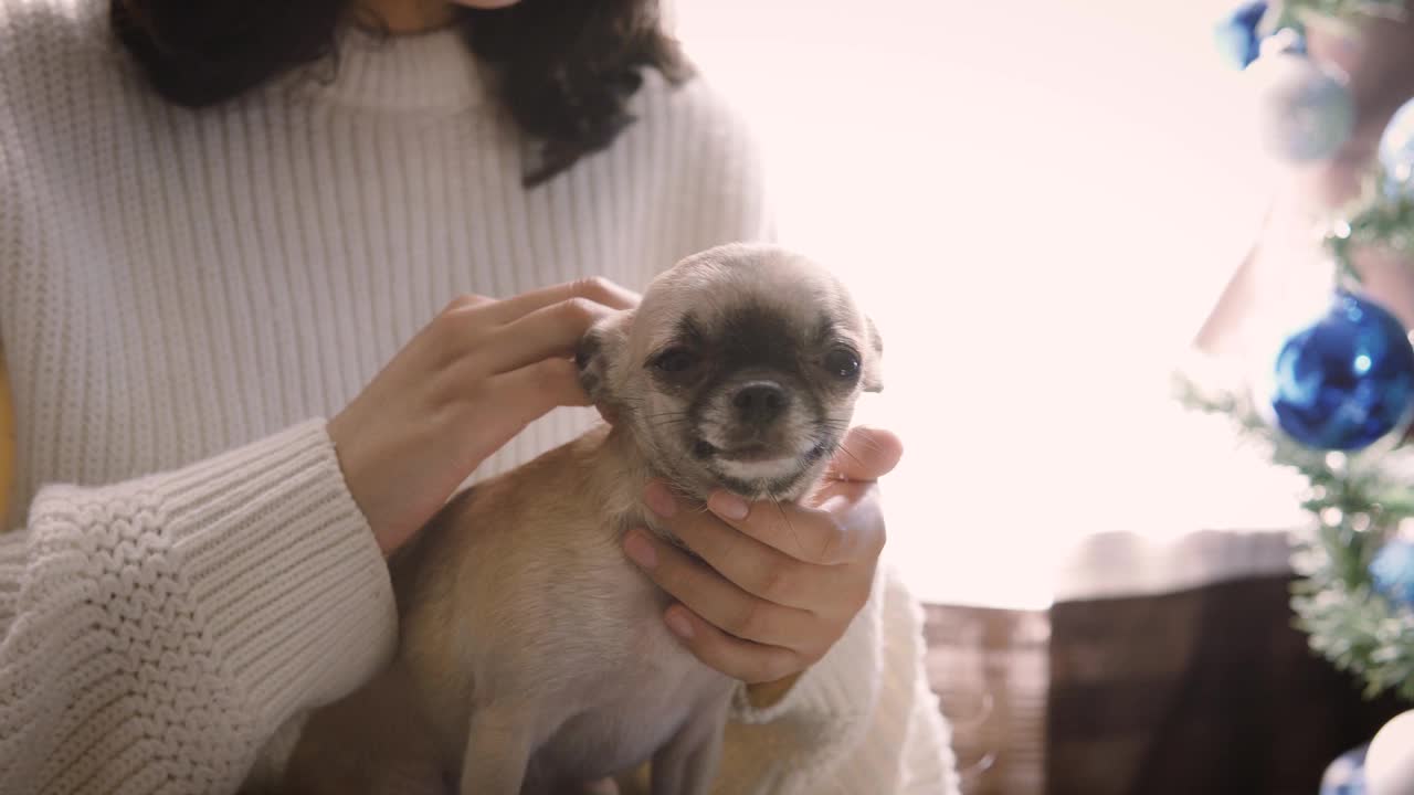 水平视图吉娃娃小狗与他的主人和一棵圣诞树视频下载