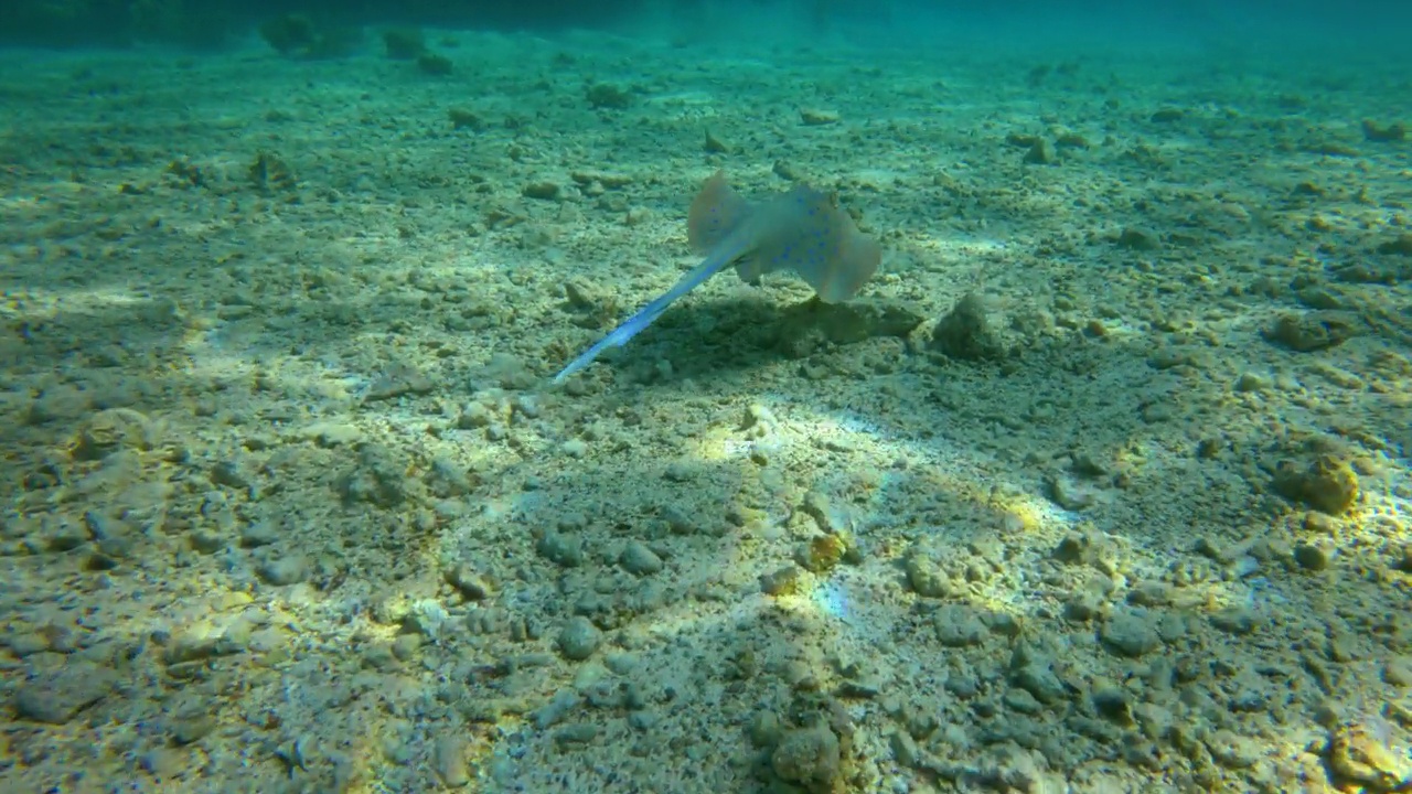 慢镜头:蓝色斑点黄貂鱼在海底沙滩上游动。水下拍摄视频素材