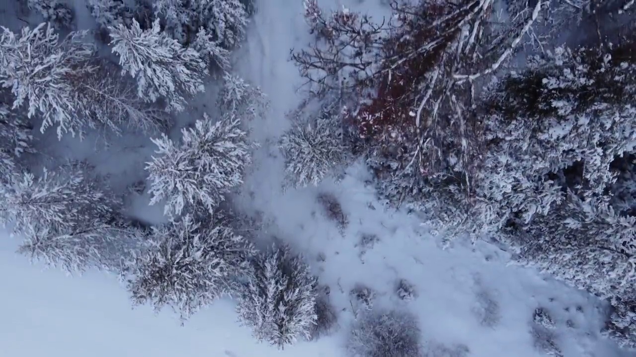 森林里的雪视频素材