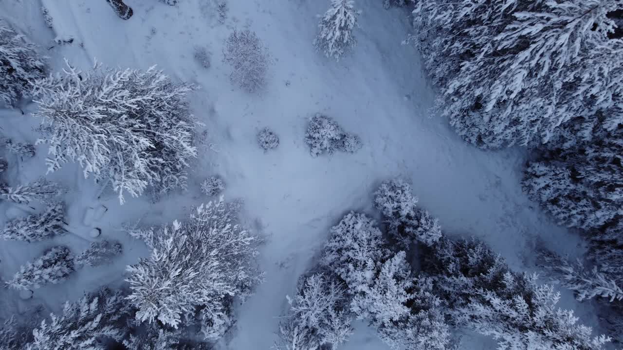 下雪的森林道路视频素材