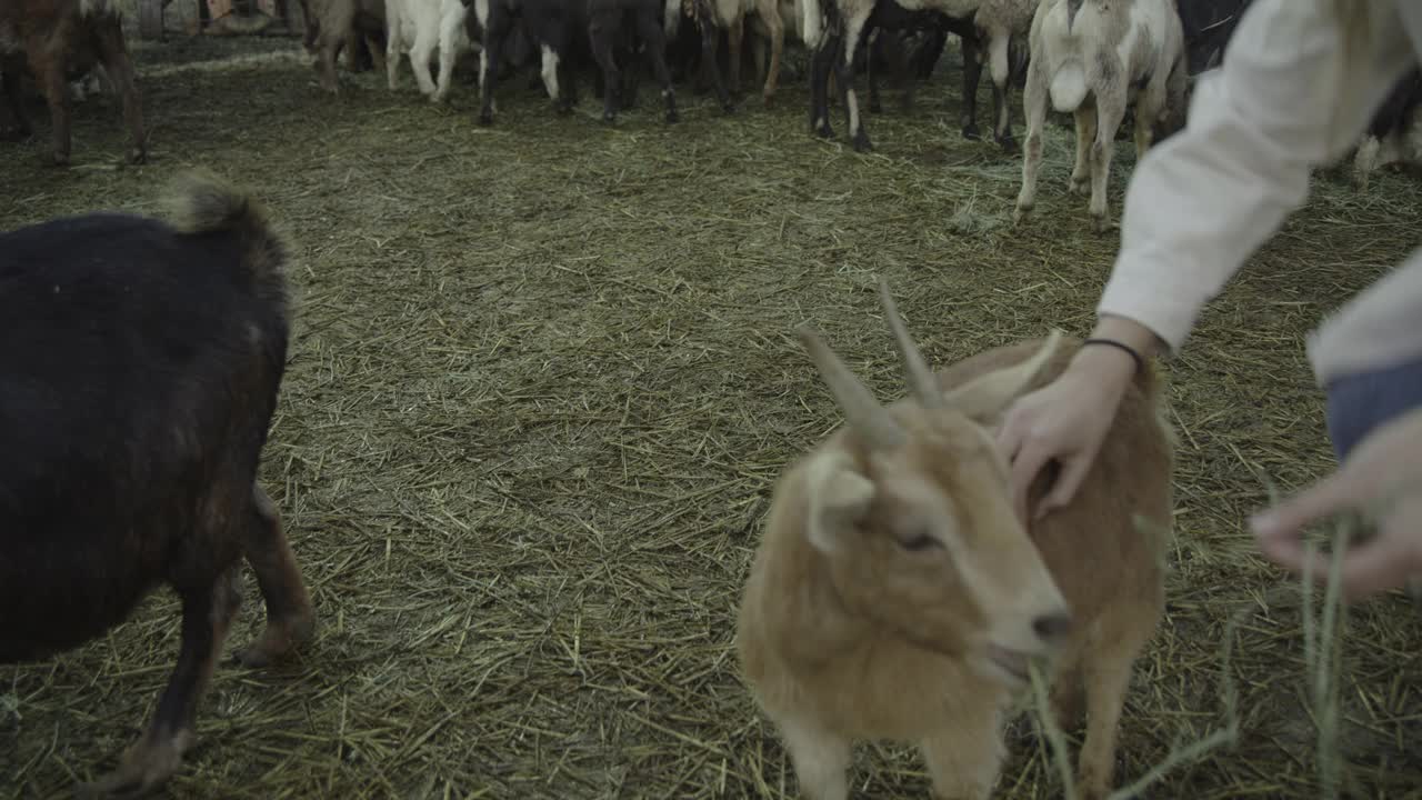 美国犹他州普莱森特格罗夫的农场里，十几岁的女孩在喂山羊视频素材