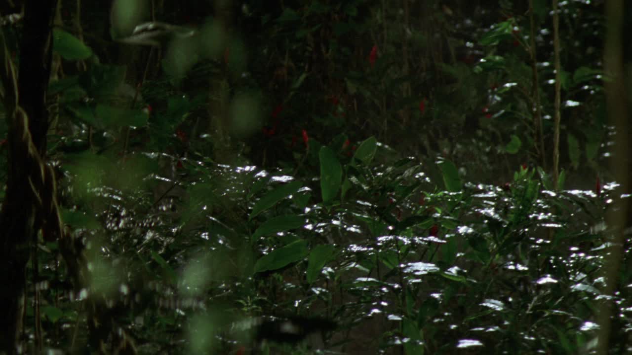 热带森林或热带雨林的中角。可能在非洲，亚洲或南美洲。浓密的植物和树木。雾。视频素材