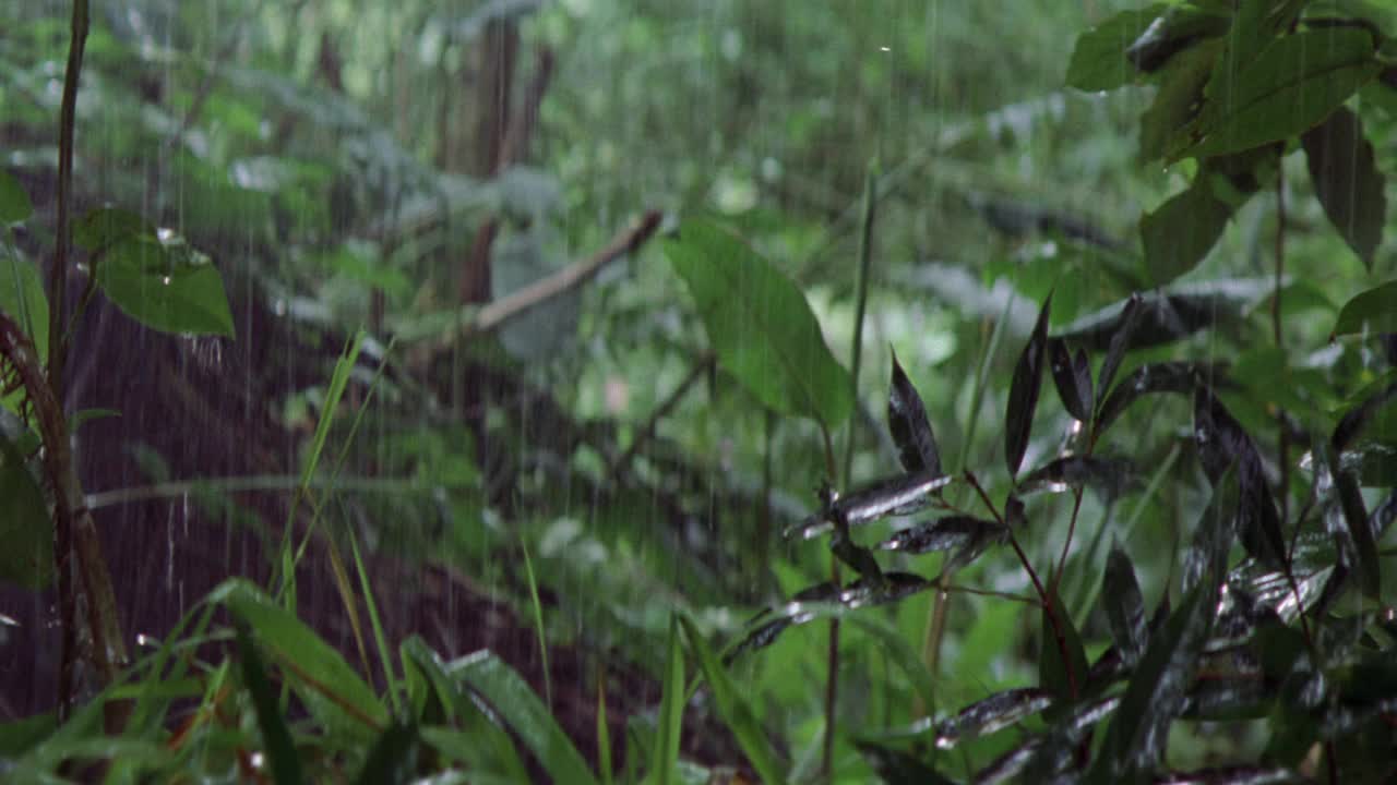 雨落在丛林中茂密的热带植物的叶子上的特写镜头。视频素材