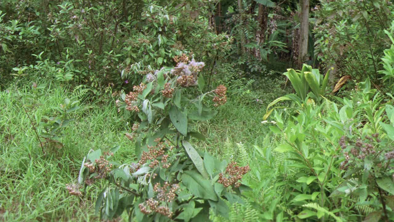 热带丛林中的灌木和草的广角。树木在BG。叶。叶子和绿色植物。视频素材