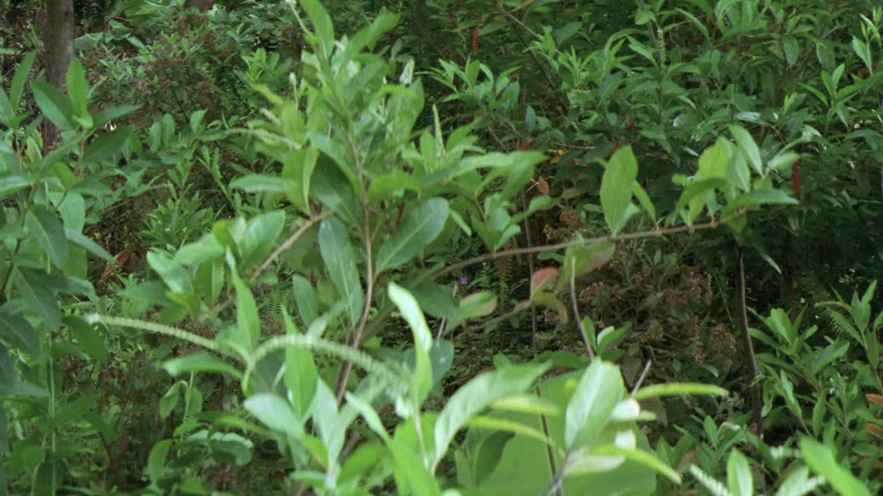 热带丛林中的灌木和草的广角。树木在BG。叶。叶子和绿色植物。视频素材