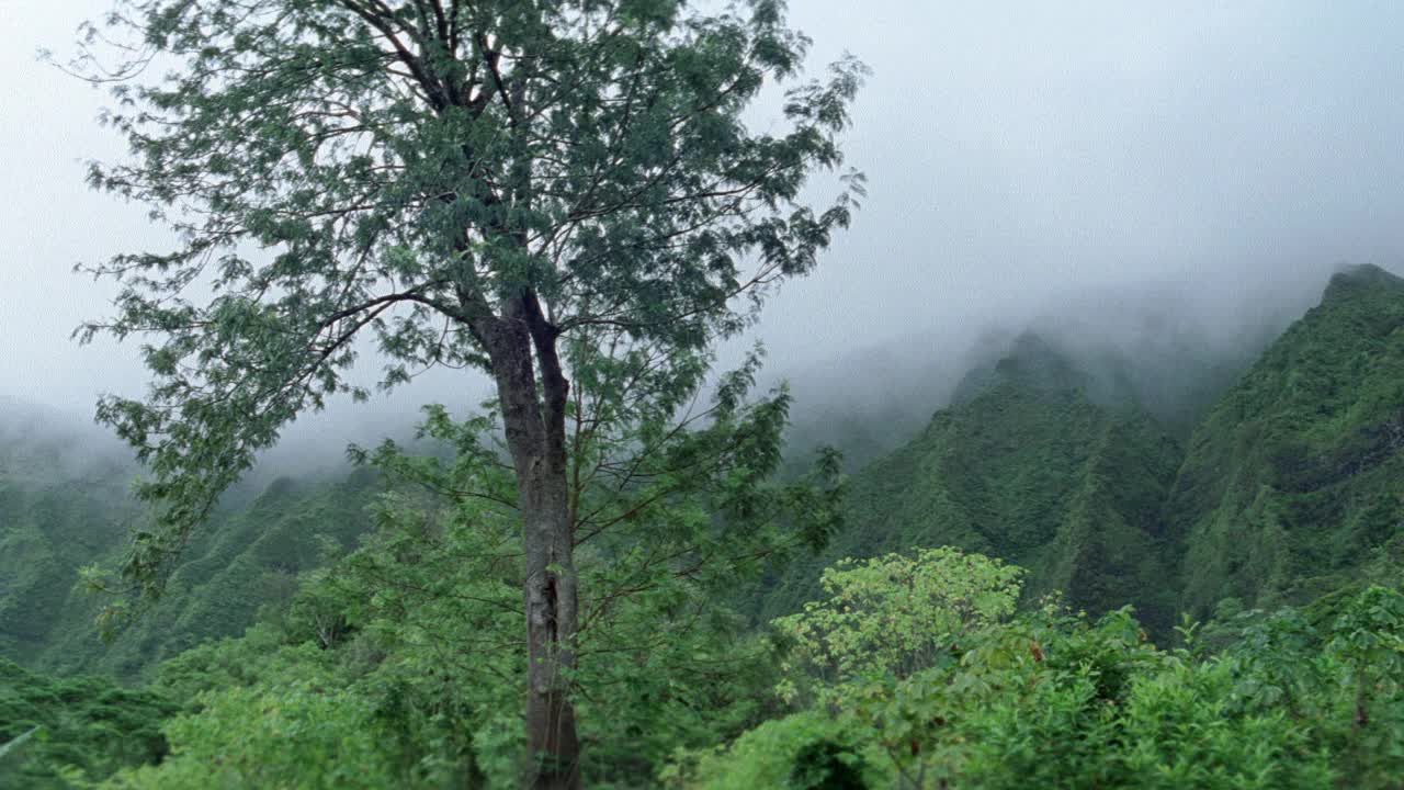 从左至右是潘脚山，库劳山脉。热带植物和树木。棕榈树。雾。丛林。视频素材