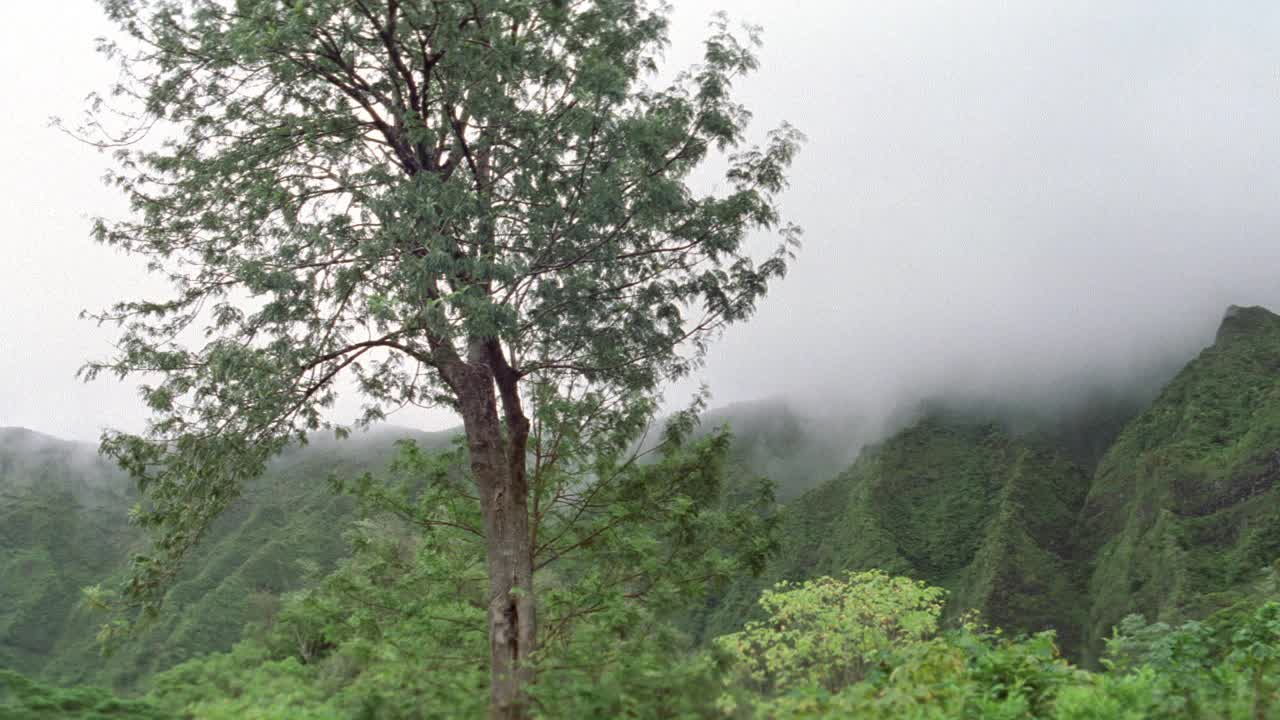 从左至右是潘脚山，库劳山脉。热带植物和树木。棕榈树。雾。丛林。视频素材