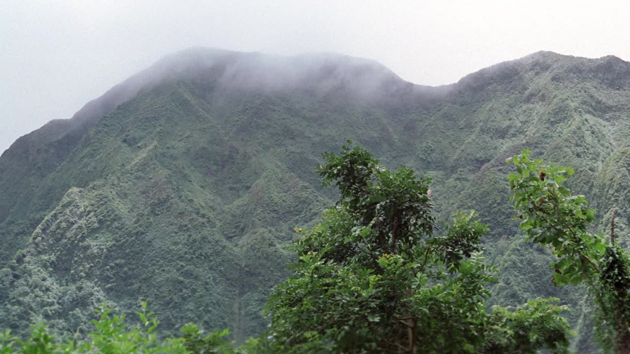 广角山，库劳山脉。热带植物和树木。雾。丛林。视频素材