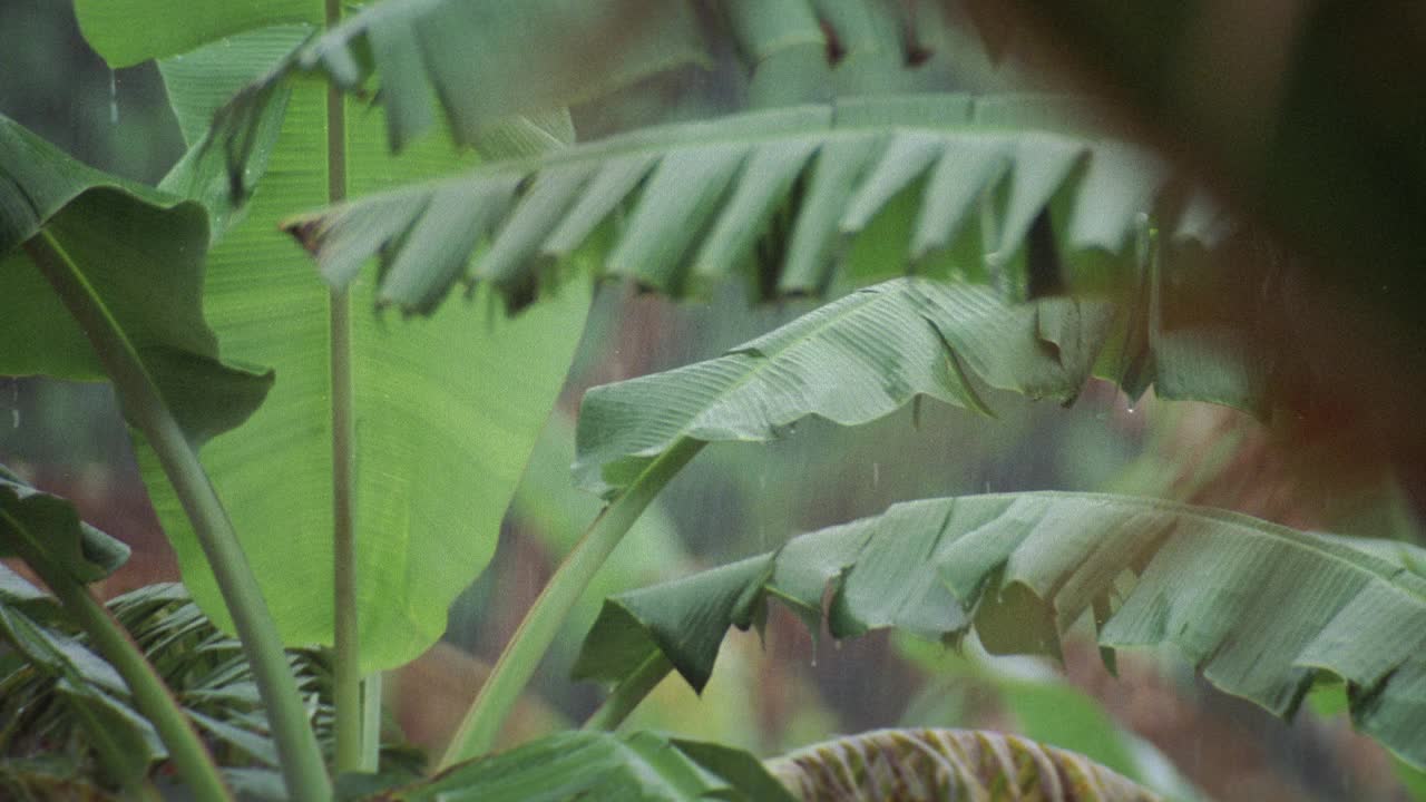 中等角度的热带植物叶片在雨中。放大和缩小不同的植物。可能在热带森林，热带雨林或丛林。视频素材