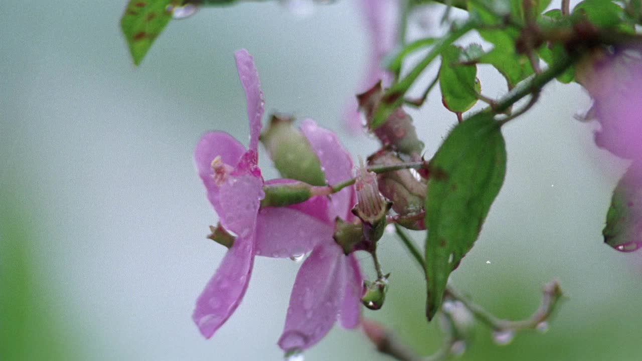 灌木或乔木上的热带花的近角度。雨或水滴打在花上。PLUMERIA。视频素材