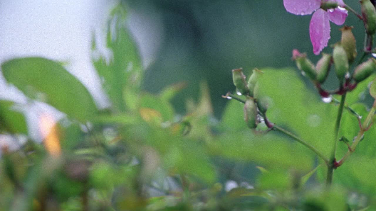 热带花在雨中的闭合角度。水滴落在花瓣、花蕾和茎上。植物和火灾在bg。PLUMERIA。视频素材