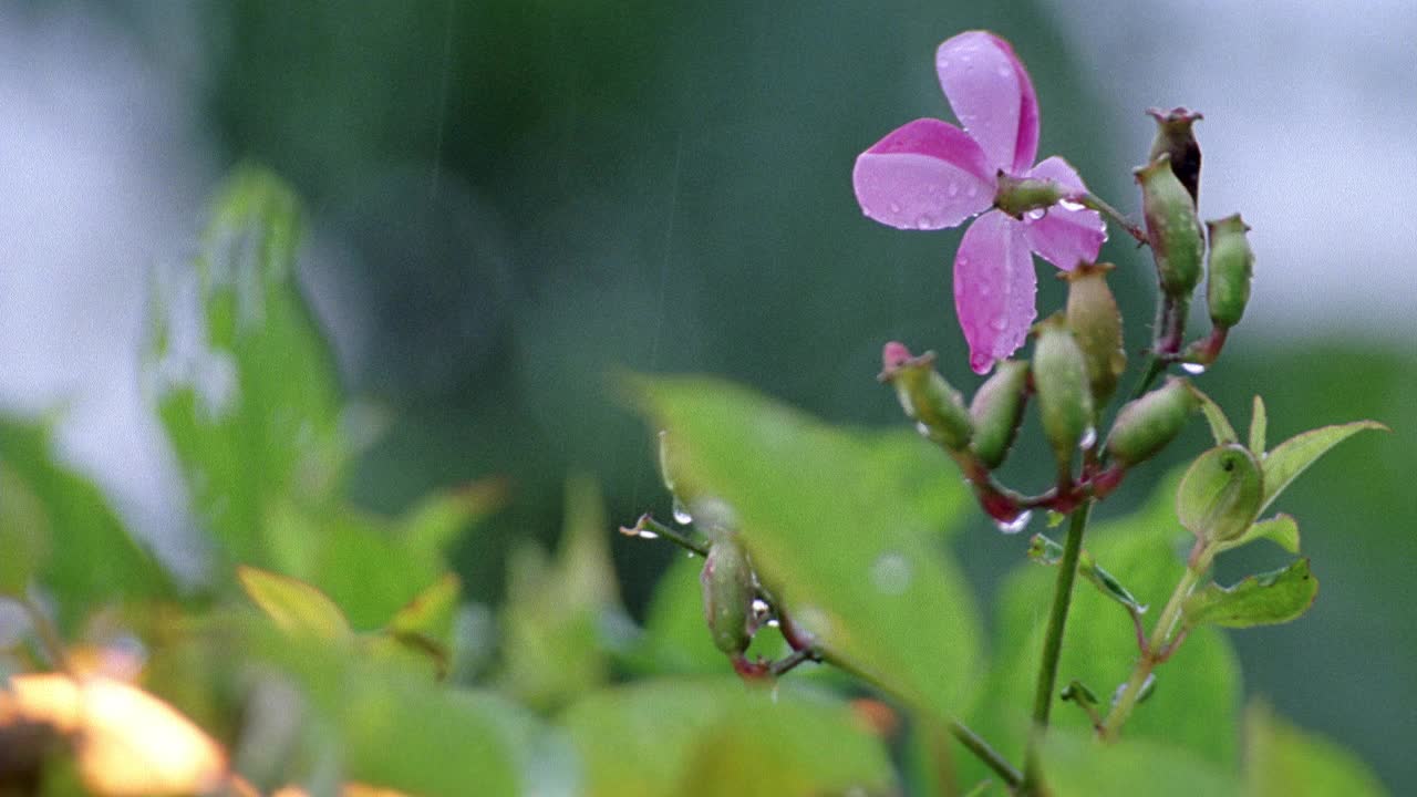 热带花在雨中的闭合角度。水滴落在花瓣、花蕾和茎上。植物和火灾在bg。PLUMERIA。视频素材