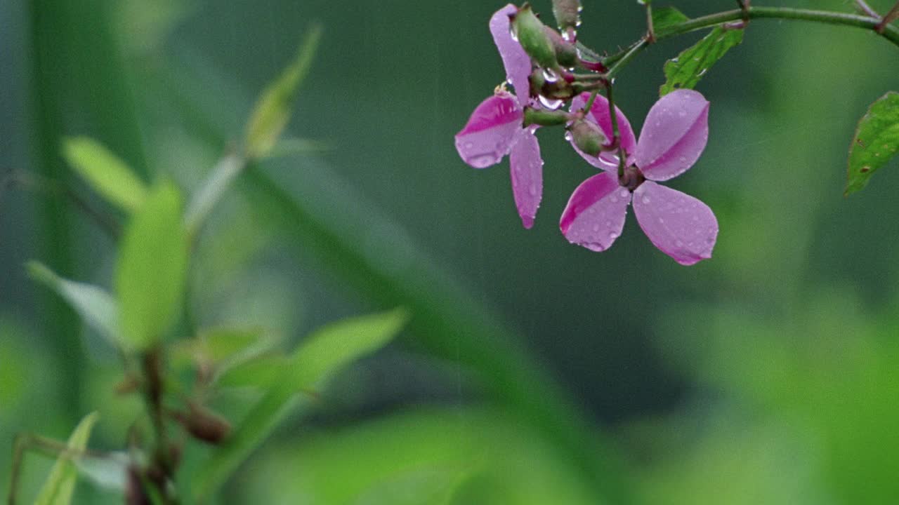 热带花在雨中的闭合角度。水滴从天上落下。火在花后点燃。平底锅落在草地上，地面着火了。PLUMERIA。视频素材