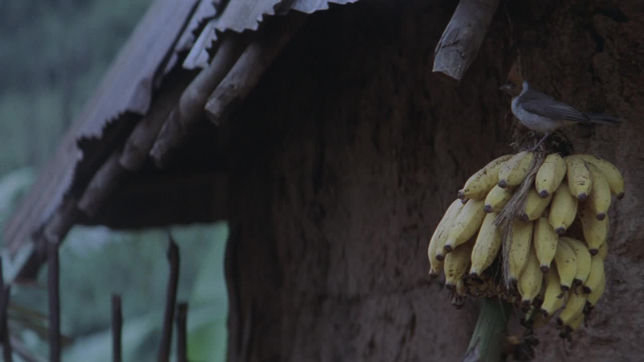 一只长着红色羽毛的中等角度的鸟，栖息在小屋外的一蒲式耳香蕉上。非洲的村庄。铁皮屋顶的泥屋。沼泽中的树木或植物。视频素材