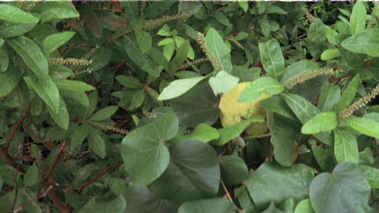 丛林或森林中灌木或植物的高角度向下。可能是热带雨林。视频素材