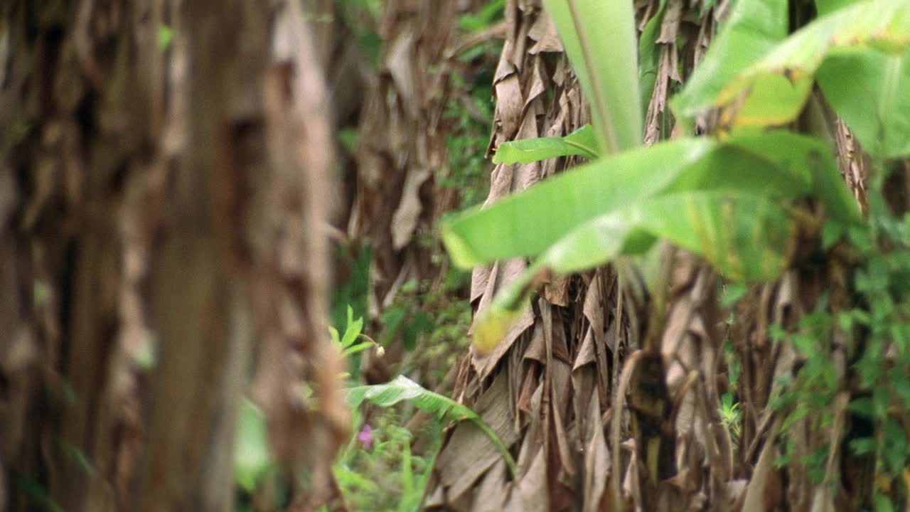 热带植物的中角叶，产于森林或丛林。可能是热带雨林。视频素材