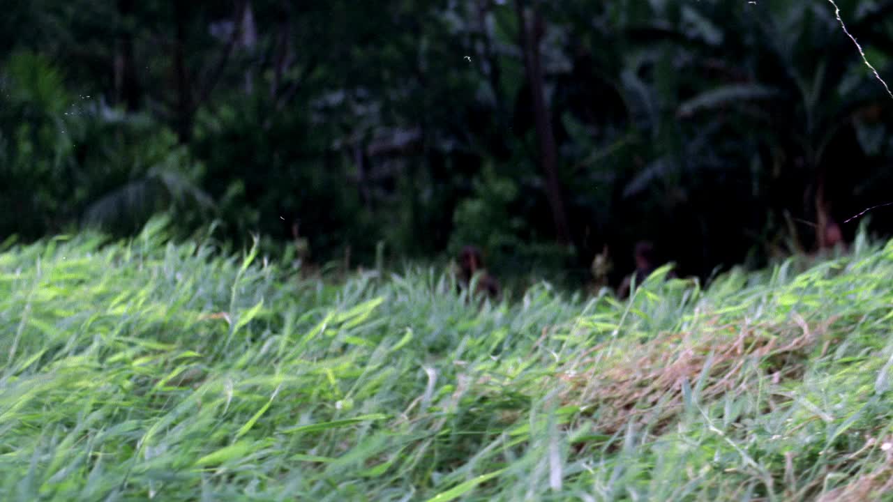 广角的田野，长草在风中飘扬。灰尘。bg的热带丛林或热带雨林。视频素材