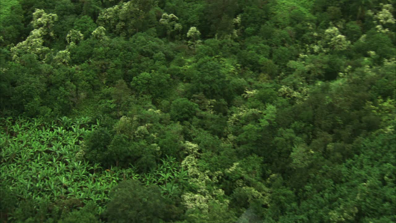 美国军用sh-60b海鹰直升机在夏威夷热带山脉上空飞行。热带雨林或夏威夷。叶。可能是越南或南美orÊ热带雨林或菲律宾。KOOLAU范围。视频素材