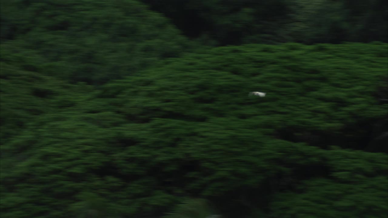 热带雨林或丛林上空白鸟的追踪镜头。视频素材