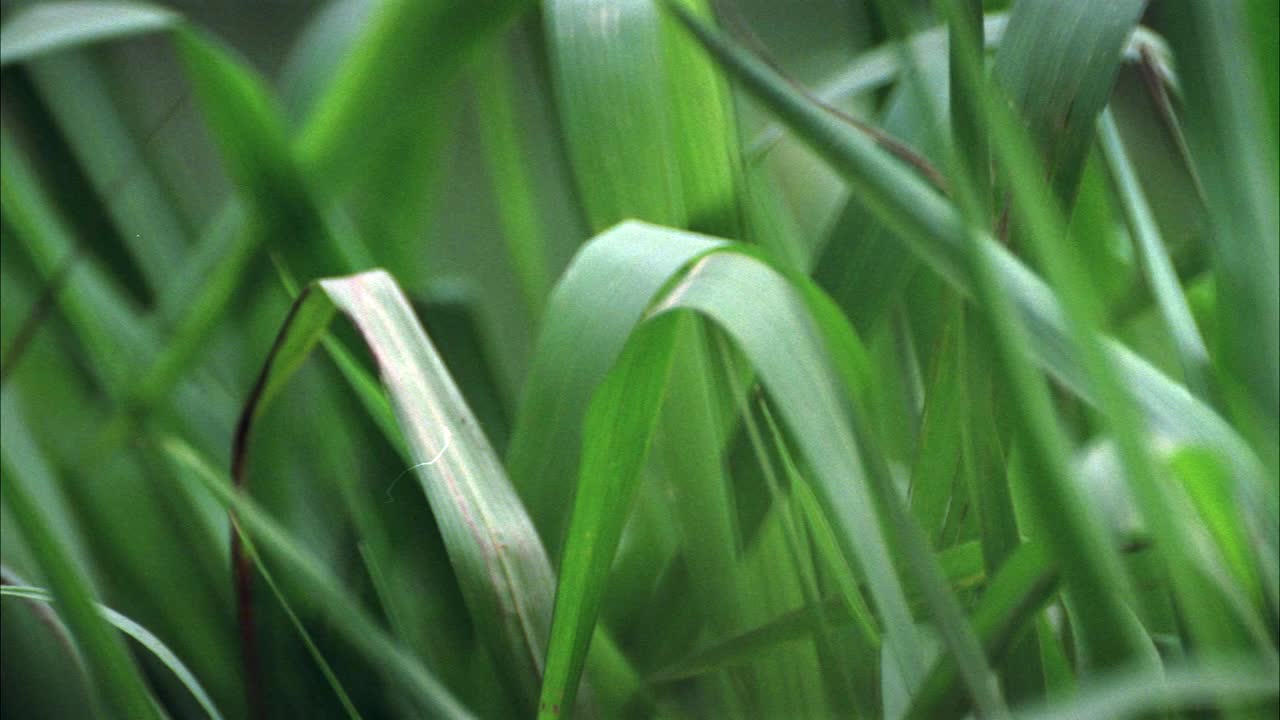 草的特写角度。可能在丛林，森林或雨林。视频素材