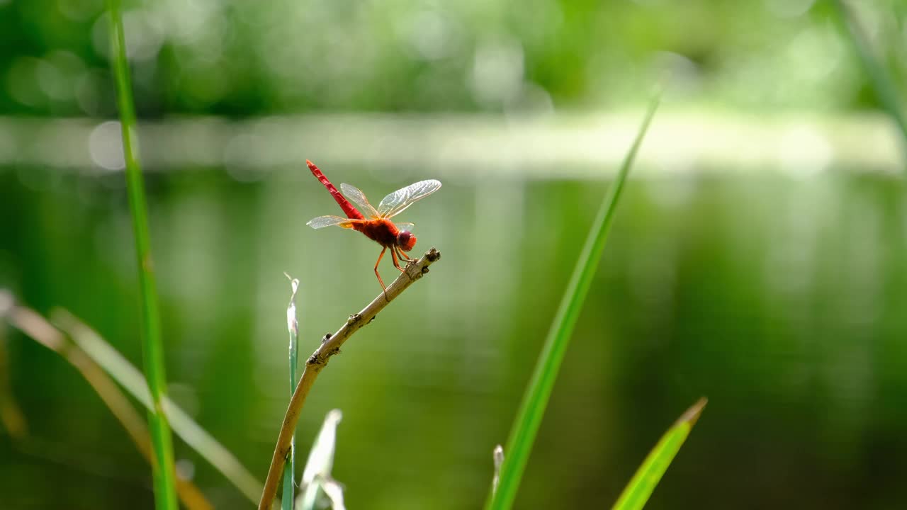 红色蜻蜓在绿色的自然河流的分支，特写视频素材