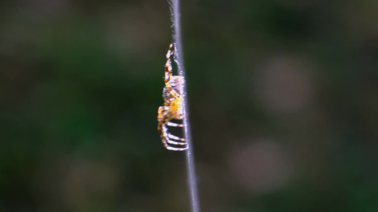 在绿色的自然背景下，蜘蛛网上的蜘蛛蜘蛛的特写视频素材