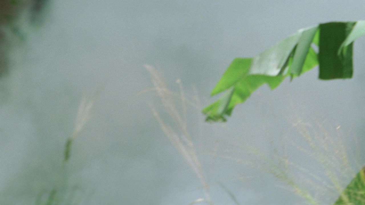 中角度的高草在丛林与烟通过草上来。可能是火灾或烟雾手榴弹或爆炸后留下的痕迹。热带雨林设置。视频素材