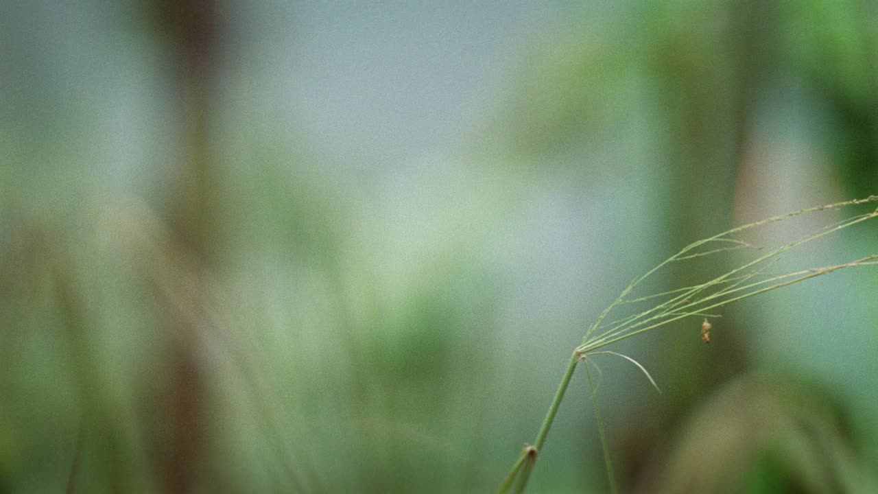 丛林中灌木和高大的草和香蕉树的中角。架集中到bg看到灌木丛中的小火。可能是爆炸或战争的后遗症。bg有烟或雾。可能是越南、菲律宾或热带雨林。战争。视频素材