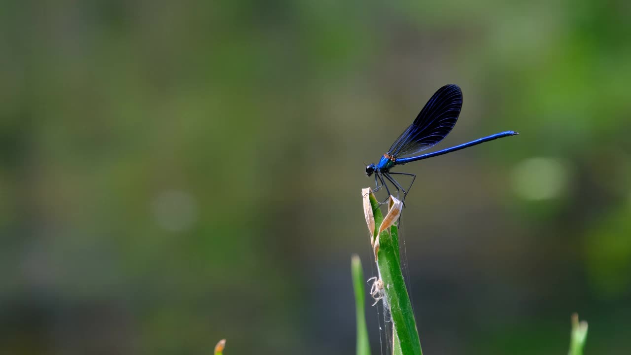 蓝色蜻蜓在绿色自然的分支河边，特写视频素材