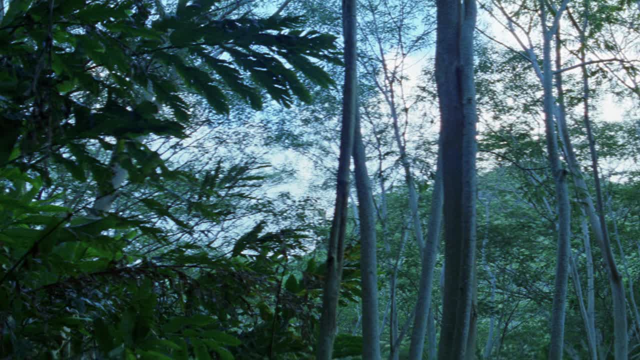 森林或丛林的中角。树木和植物在风中摇摆。炸弹爆炸或爆炸，树木倒下。烟充满空气。可能在南美洲，亚洲或非洲。视频素材