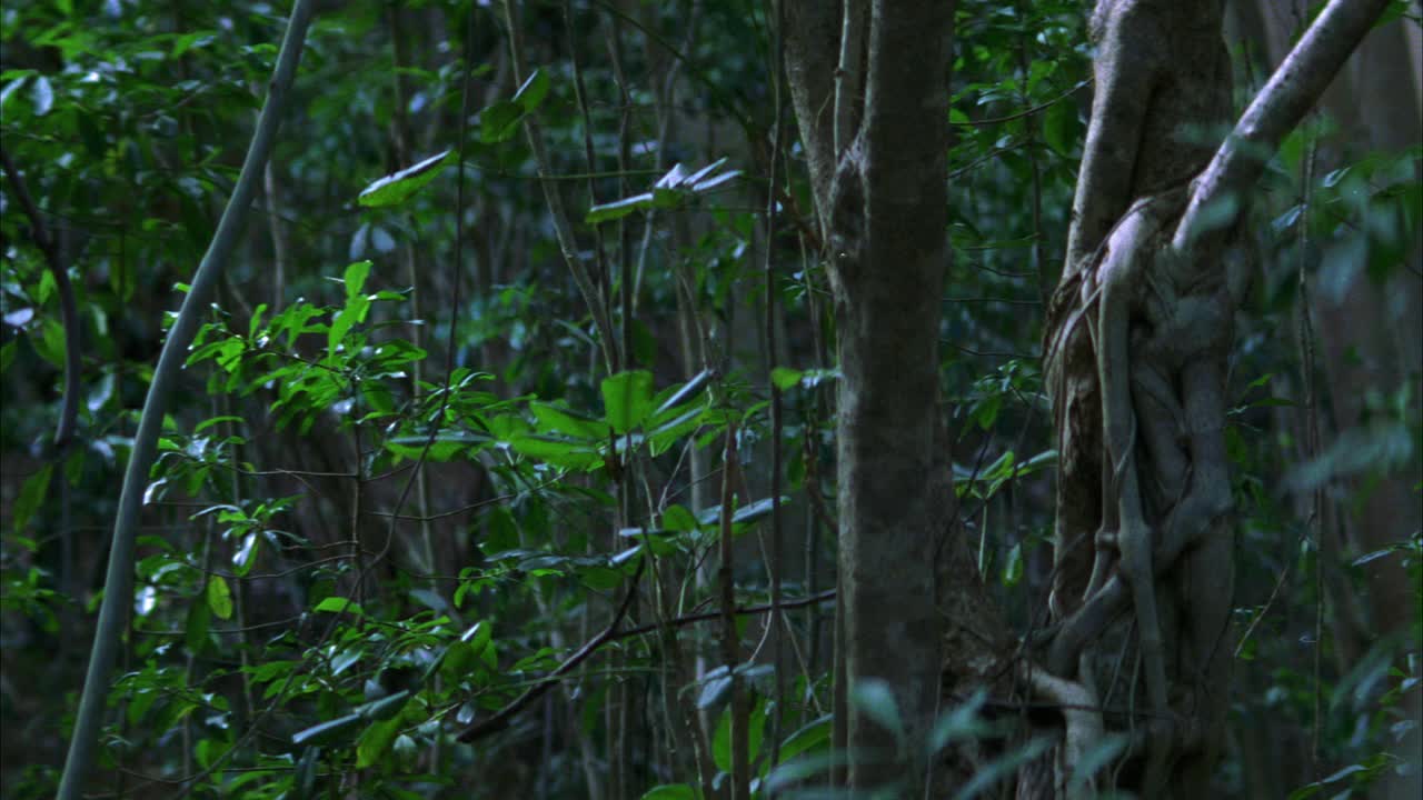 非洲士兵在树林中奔跑的特写镜头。视频素材