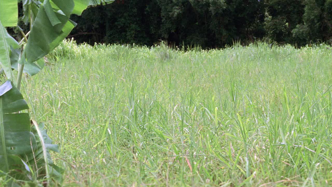 中等角度的草地与香蕉树叶。bg的森林或丛林。风吹草。视频素材