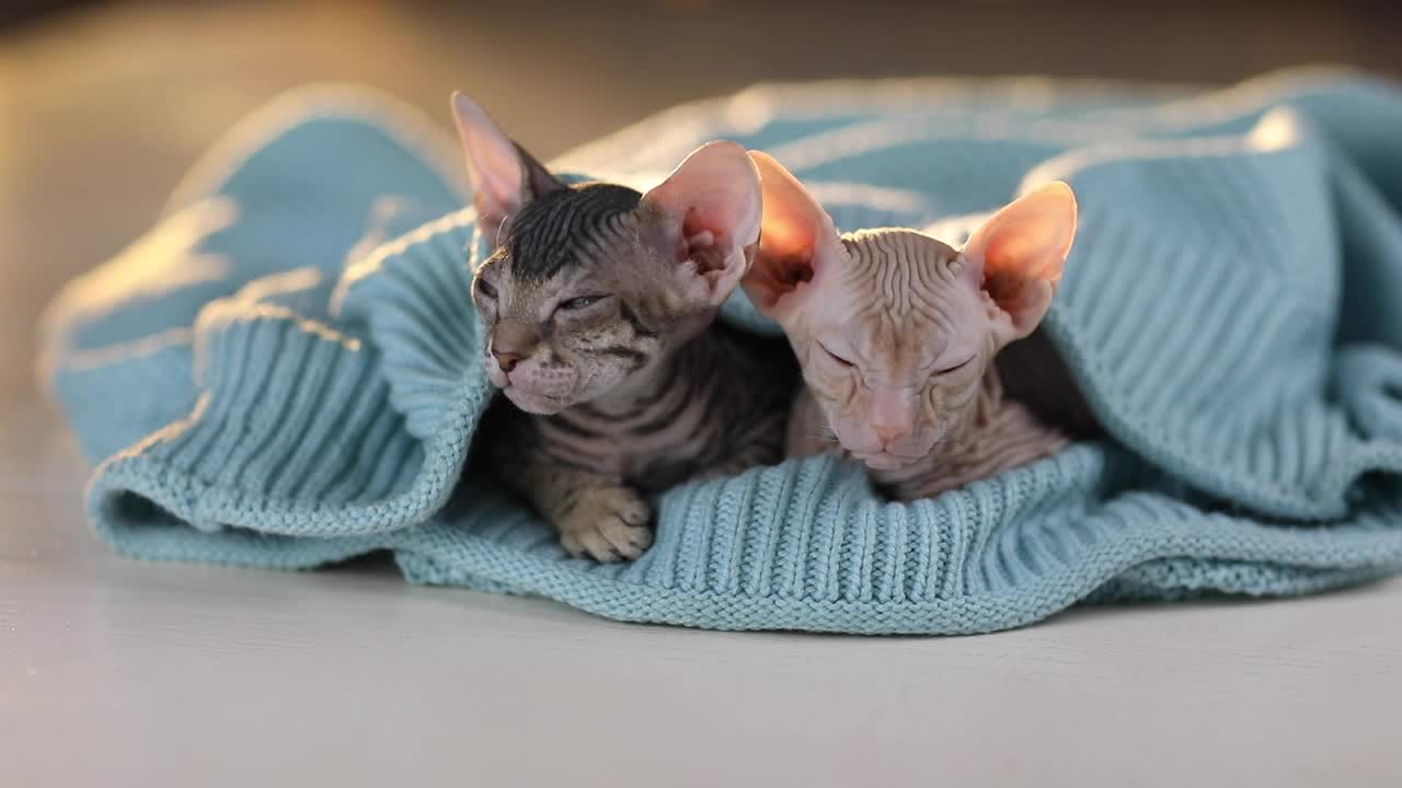 两只斯芬克斯品种的秃顶小猫坐在编织的蓝色毯子下面视频素材