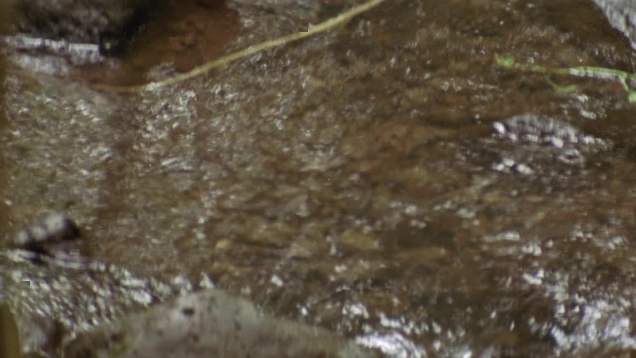 中等角度的小溪或河流岩石从河床伸出。水边的植物。可能在森林，丛林或热带雨林。视频素材