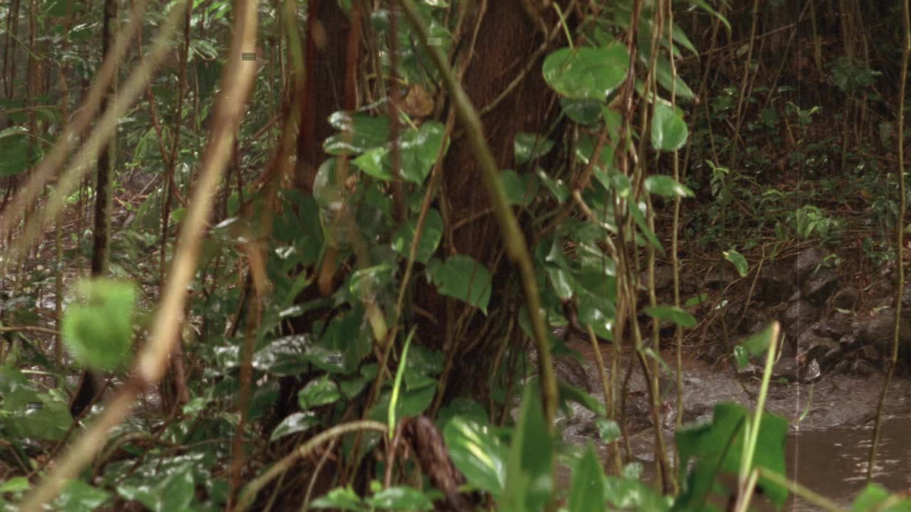 雨中丛林或森林小溪的中角。到处都是藤蔓、树木和热带植物。可能是热带雨林。可能在南美洲，亚洲或非洲。视频素材