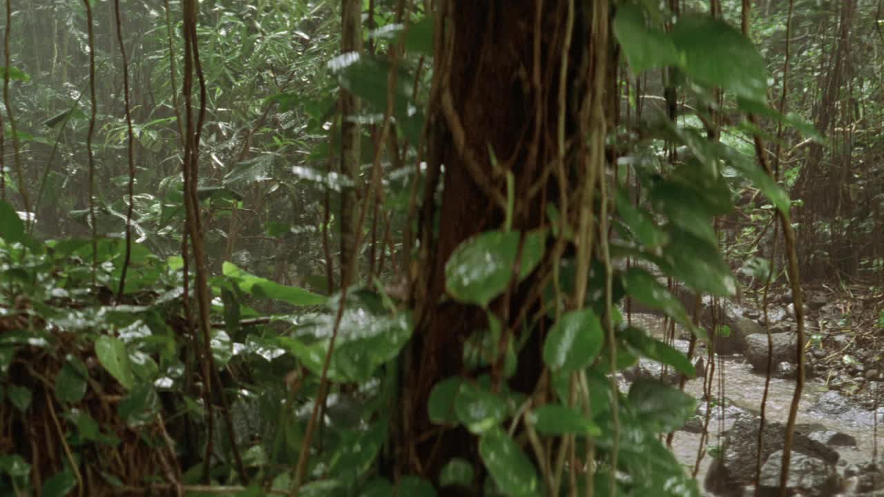 雨中丛林或森林小溪或河流的中角。到处都是藤蔓、树木和热带植物。可能是热带雨林。可能在南美洲，亚洲或非洲。视频素材