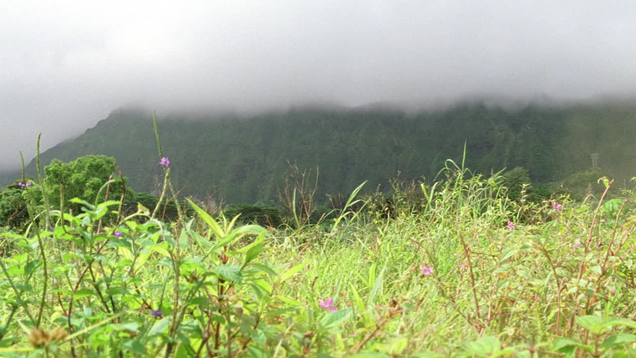 广角的田野与野花和草。被森林、雨林或丛林覆盖的山脉。雾或薄雾笼罩着群山。视频素材