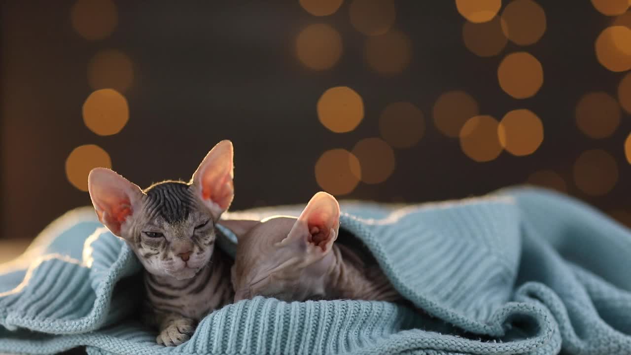 两只斯芬克斯品种的秃顶小猫坐在编织的蓝色毯子下面视频下载