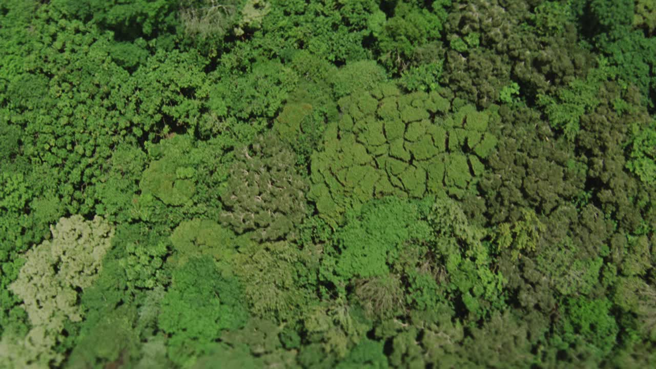 在空中拍摄热带雨林或山上的丛林。树。景观。视频素材