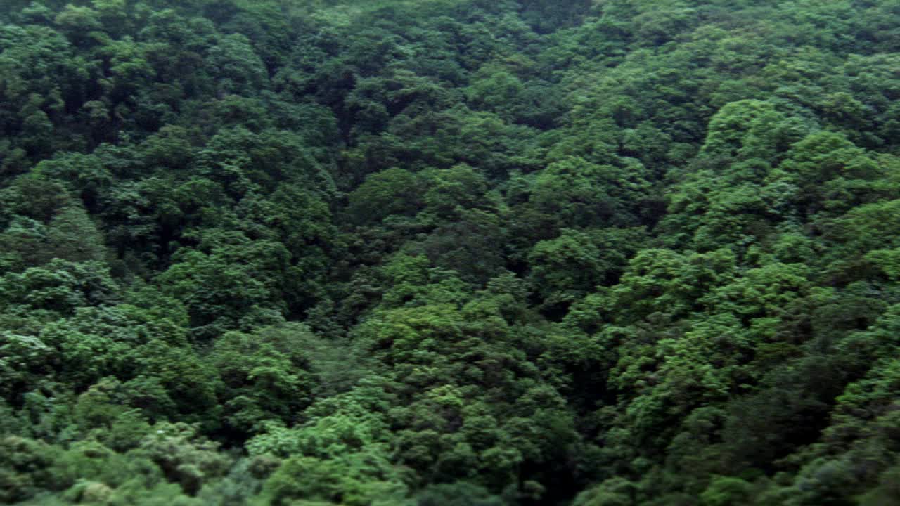 在空中拍摄热带雨林或山上的丛林。树。景观。视频素材