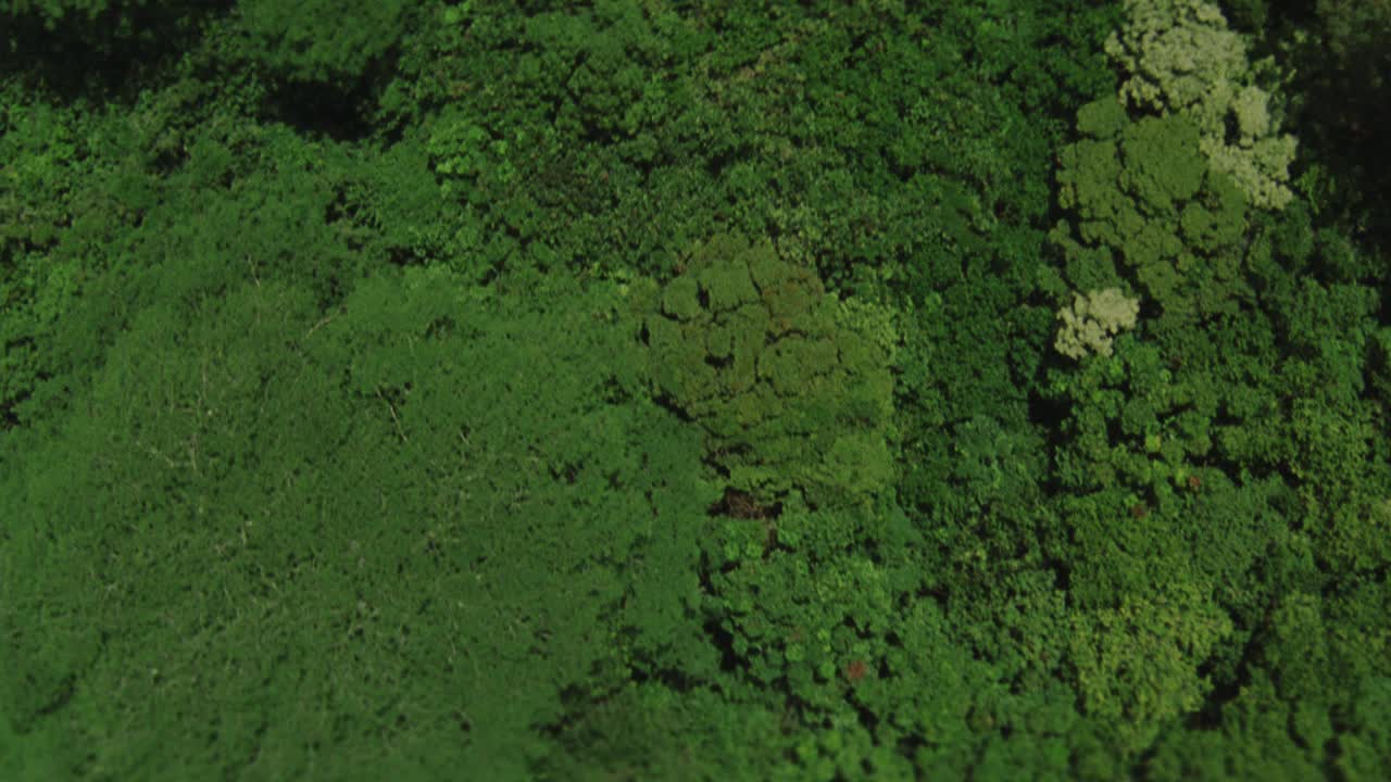 在空中拍摄热带雨林或山上的丛林。树。景观。视频素材