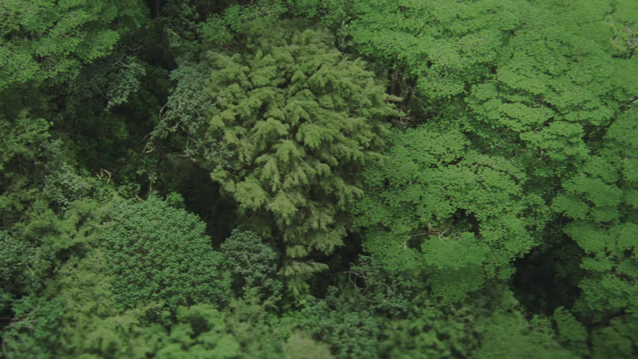 在空中拍摄热带雨林或山上的丛林。树。景观。视频素材