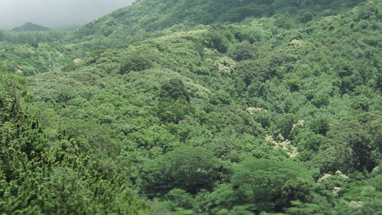 在空中拍摄热带雨林或山上的丛林。树。景观。视频素材